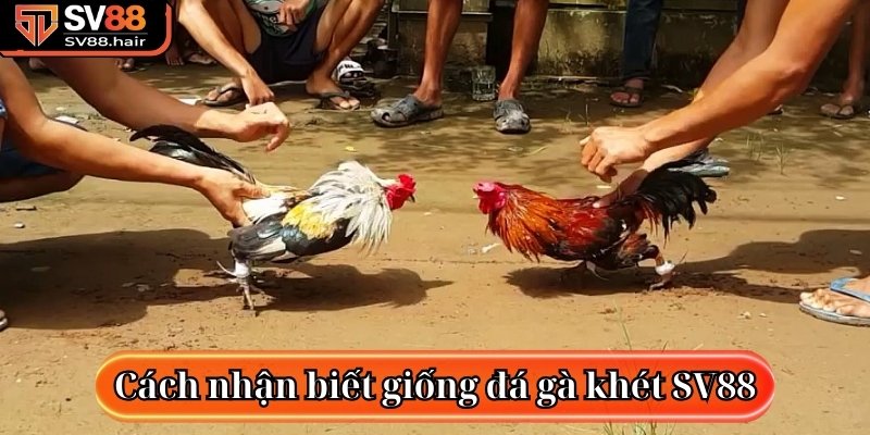 Cách nhận biết giống đá gà khét SV88 trực tuyến
